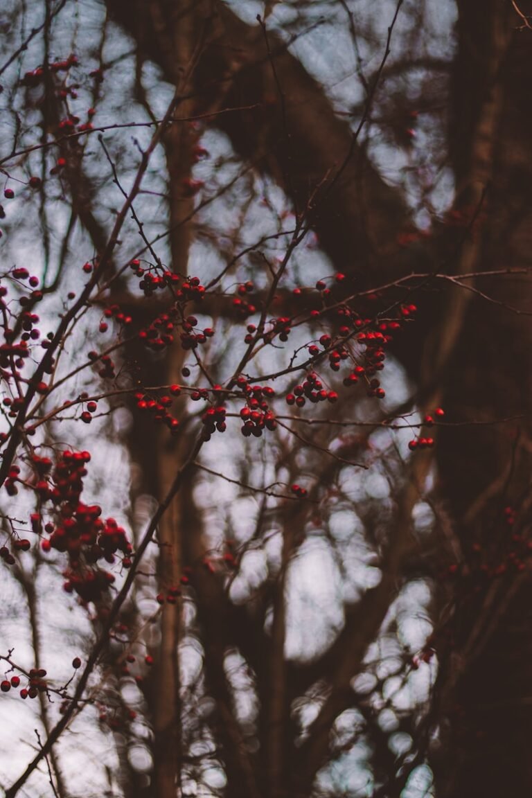 snow covered tree branches during daytime
