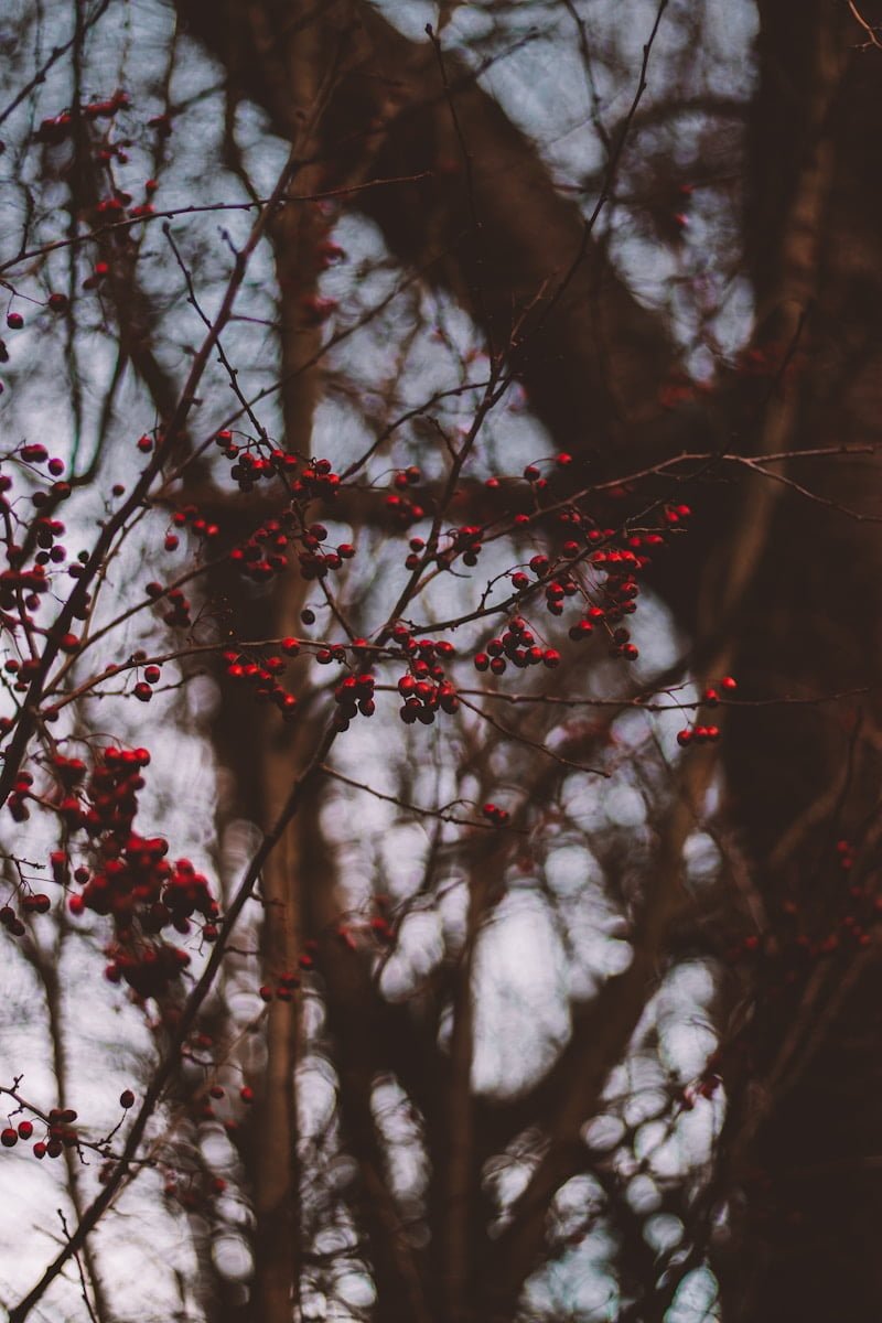 snow covered tree branches during daytime
