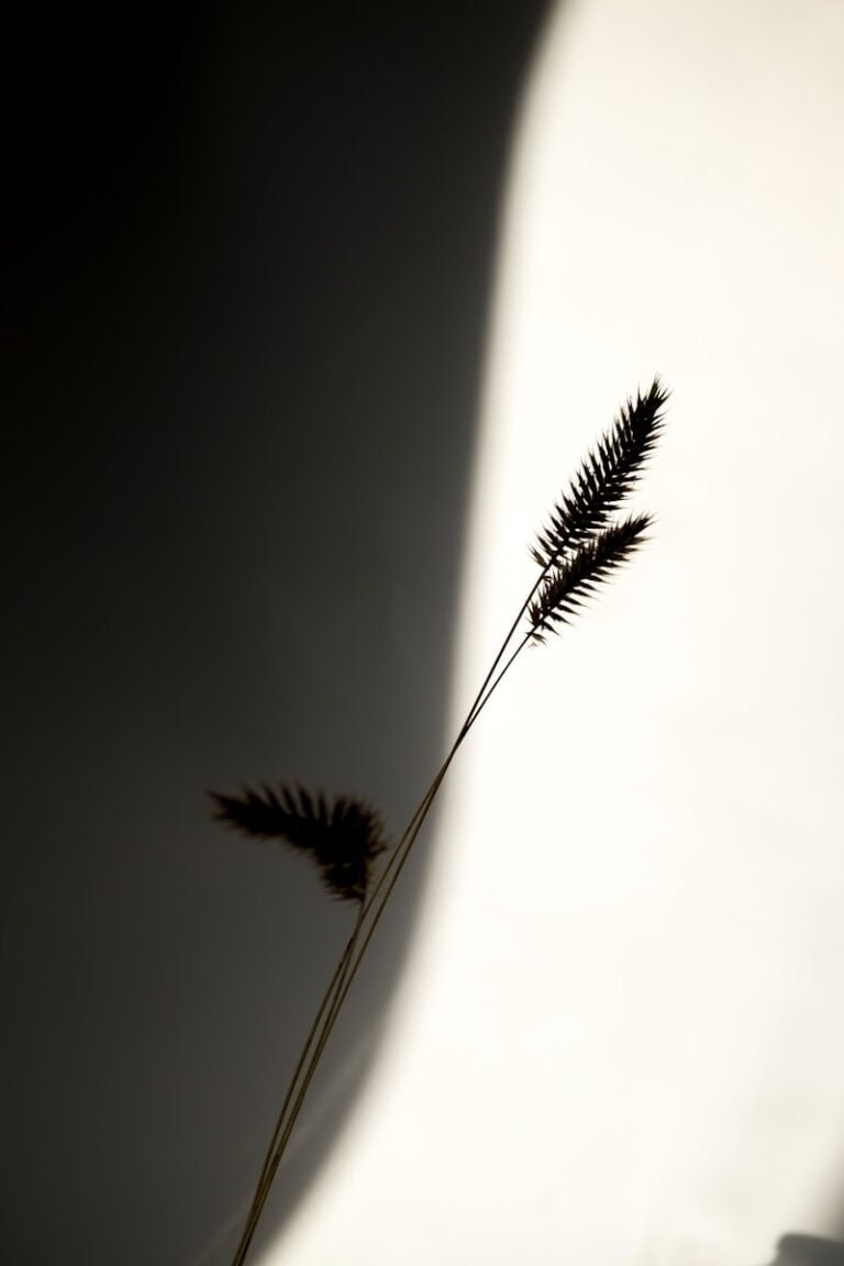 a black and white photo of a plant in a vase