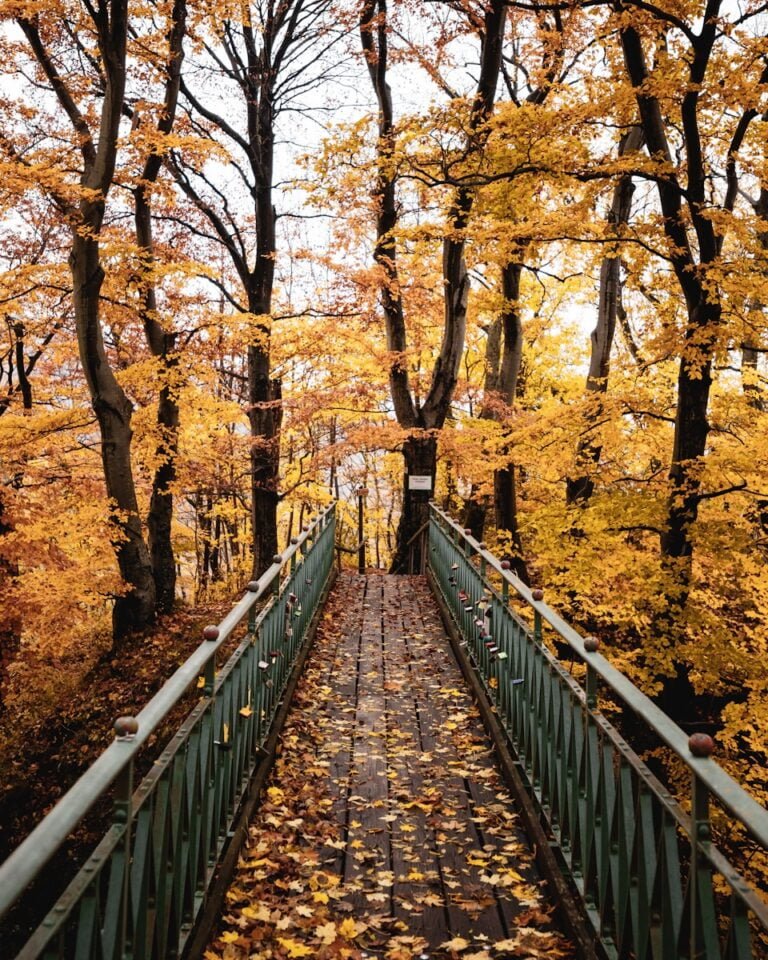 brown wooden bridge in between brown trees during daytime