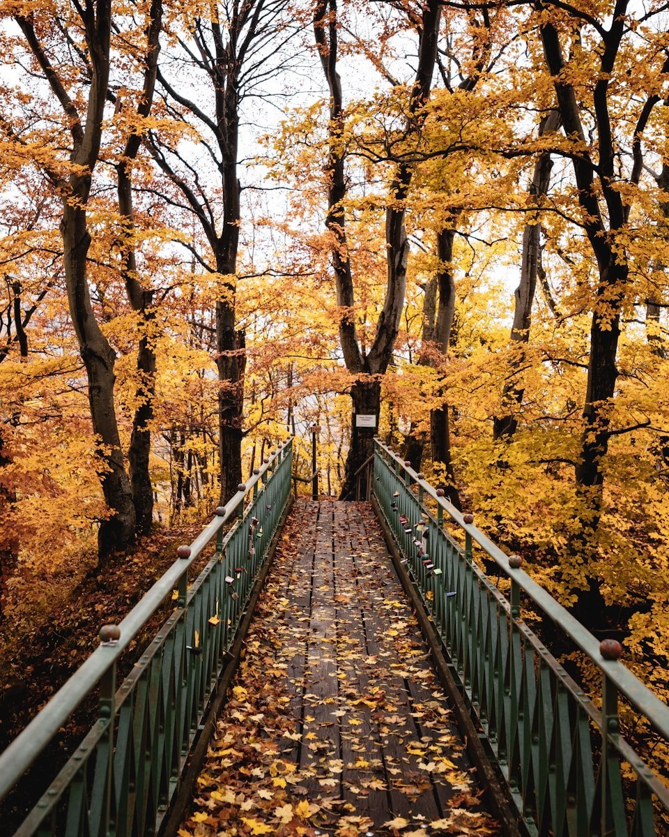 brown wooden bridge in between brown trees during daytime
