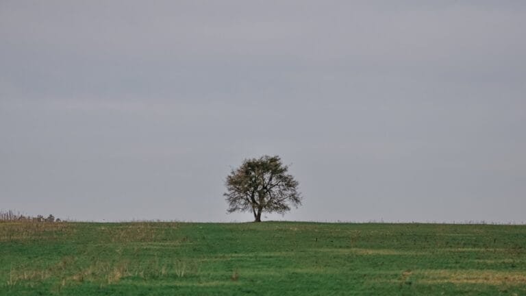 green grass field with tree during daytime