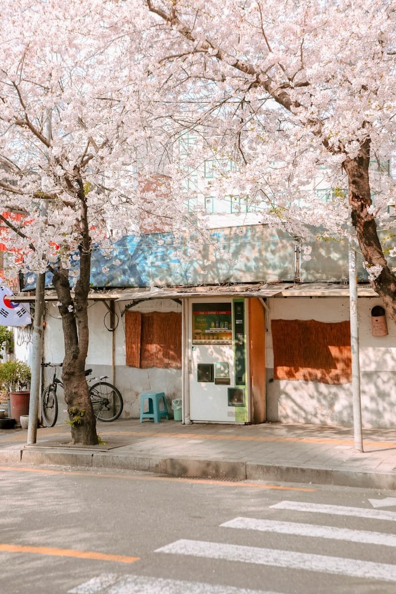 Cherry blossoms bloom near a building on the street.
