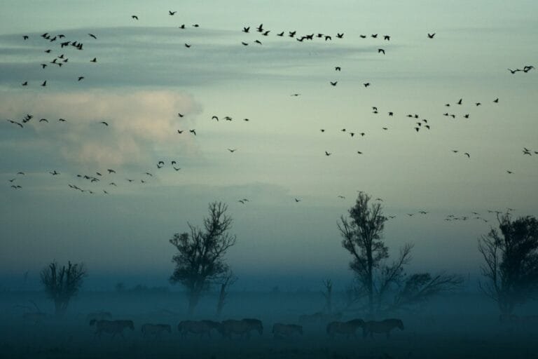 flying birds above herd of animals near trees